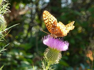 butterfly on thistle flower