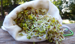 growing spouts while backpacking