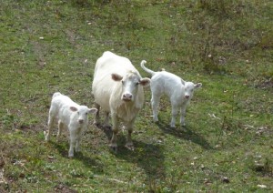 cows on trail