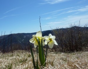 flower on green knob in Pisgah NF flower on green knob in Pisgah NF