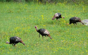 Wild_Turkeys_NC