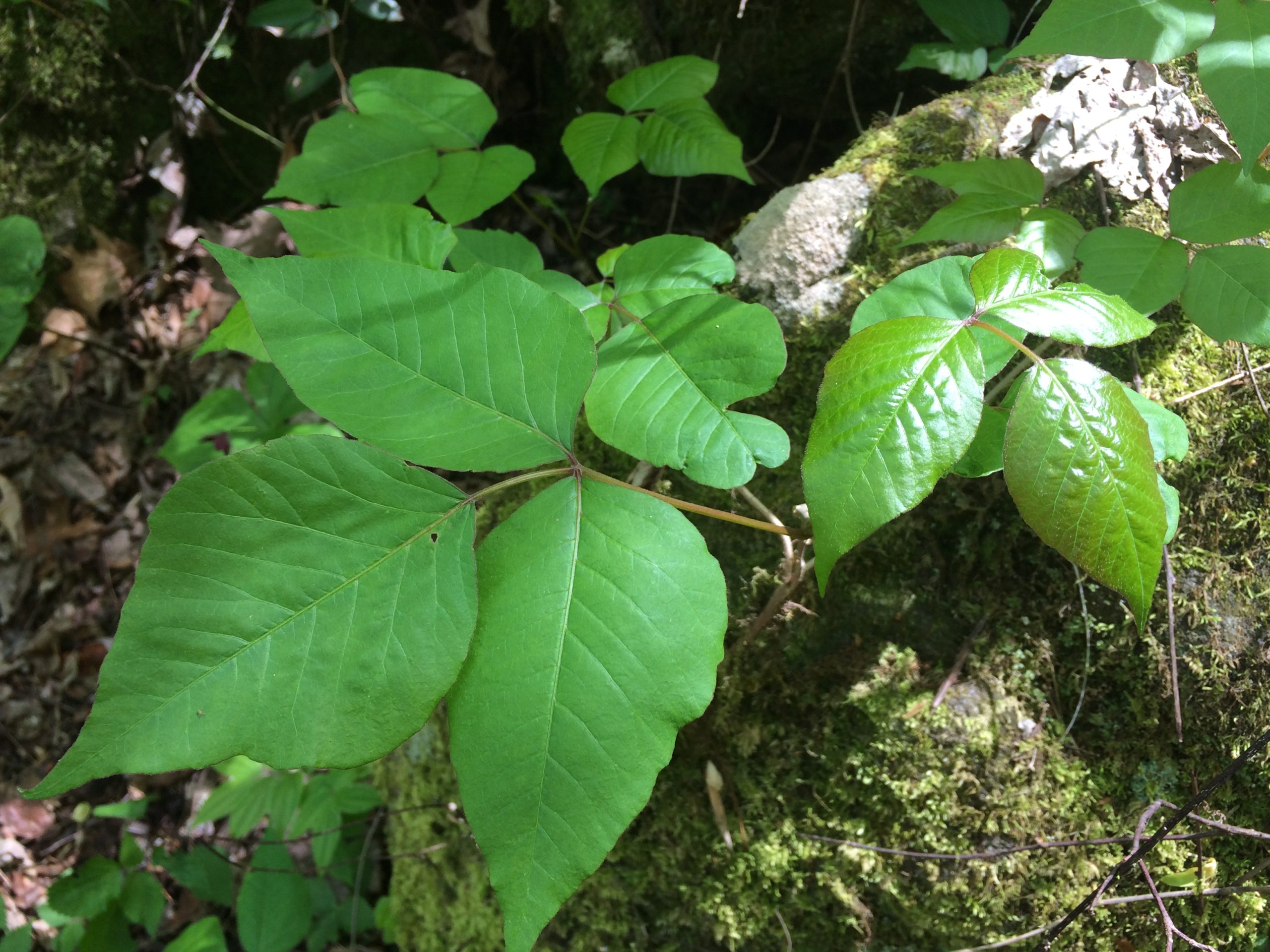 Image result for 3 Things You Need to Know About Poison Ivy