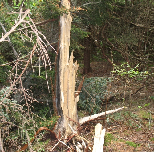 Tree explosion after taking a hit from lightning