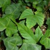 english ivy