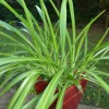 spider plant
