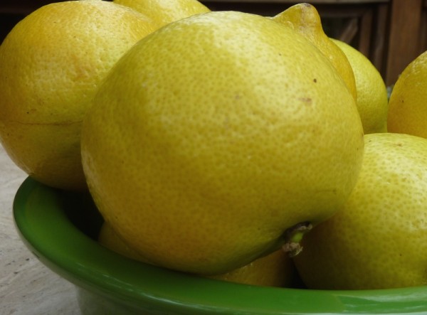citrus limon