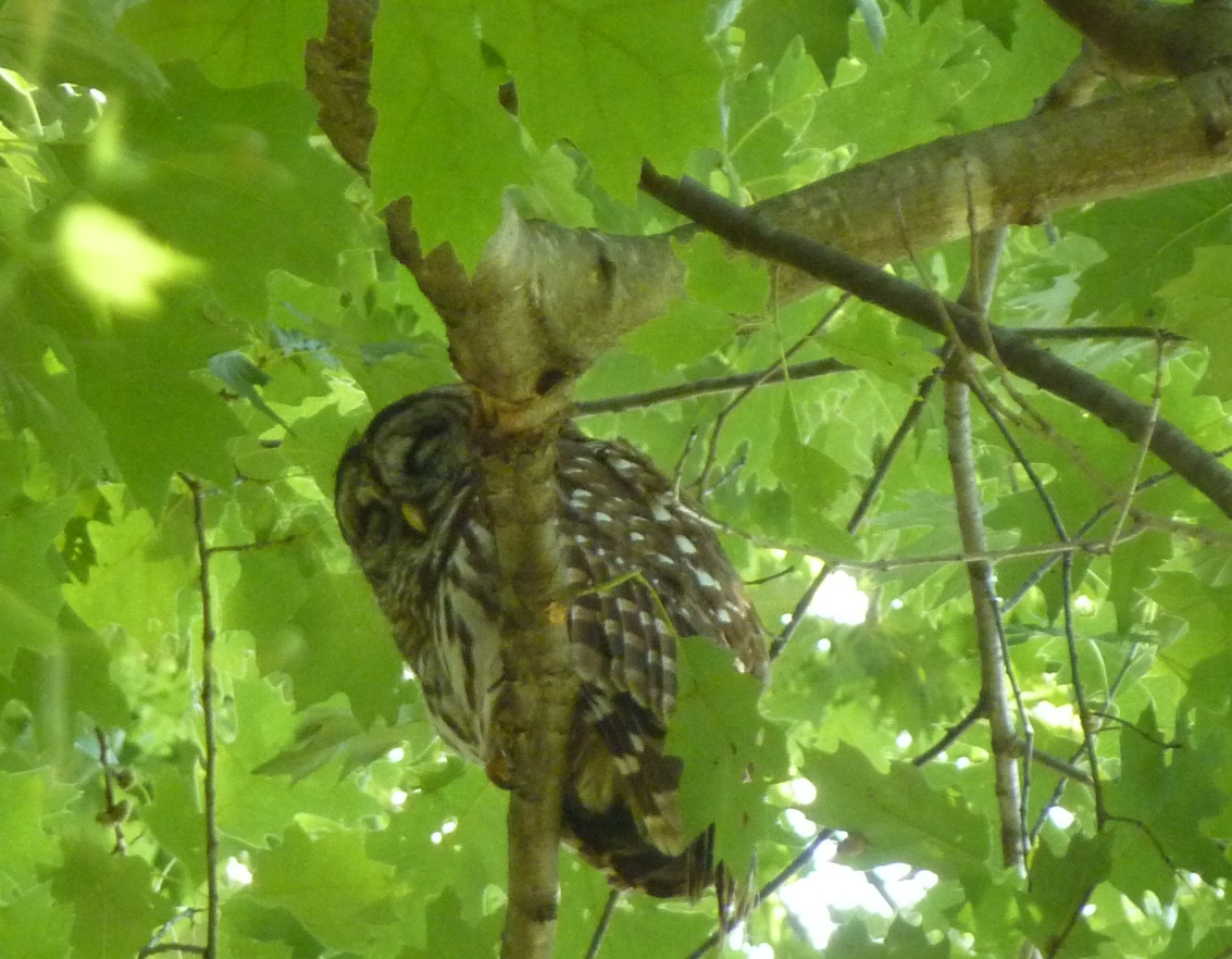 sleeping barred owl