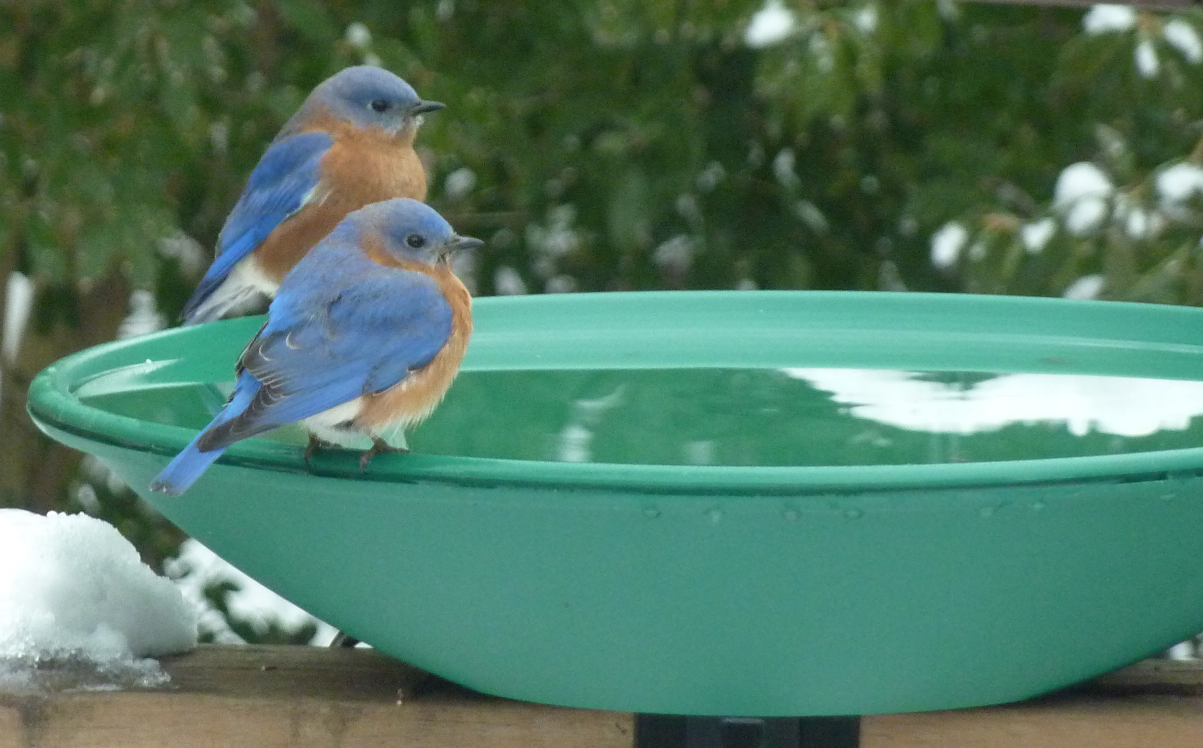 bluebirds