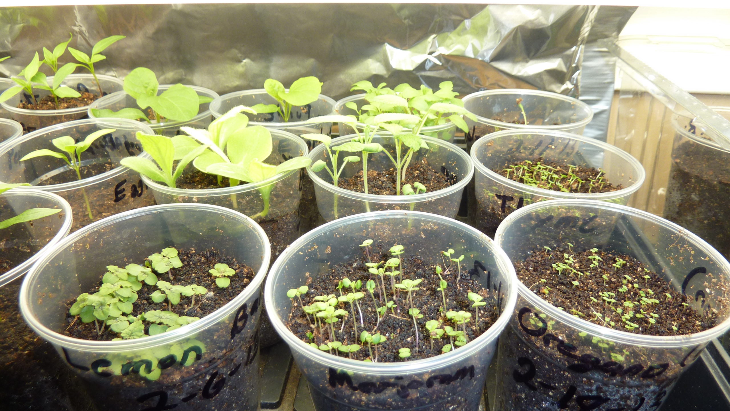 Plant Seedlings