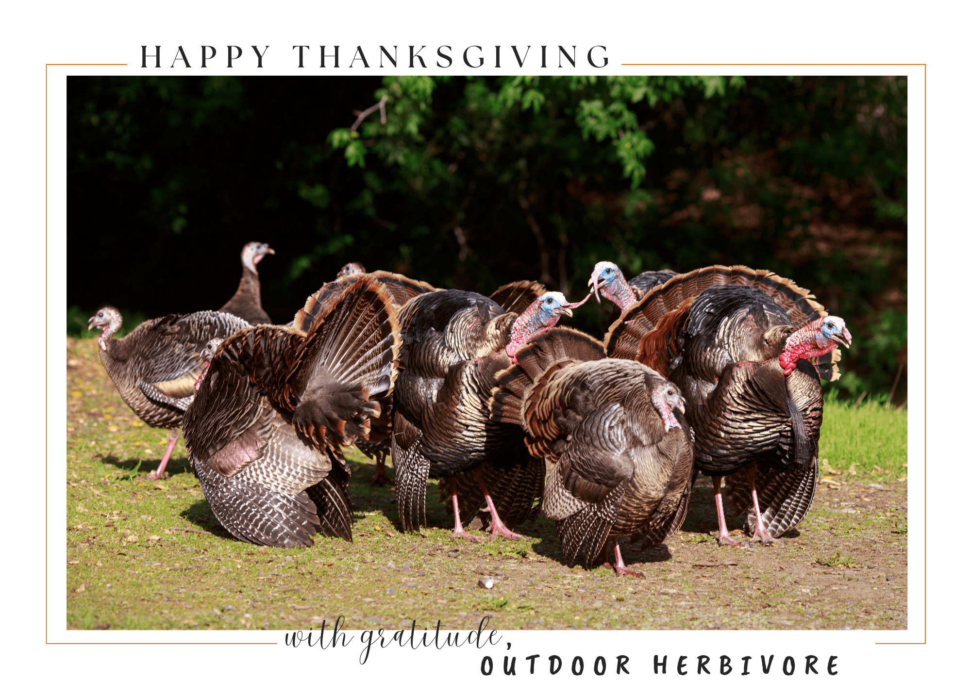 Wild turkeys California
