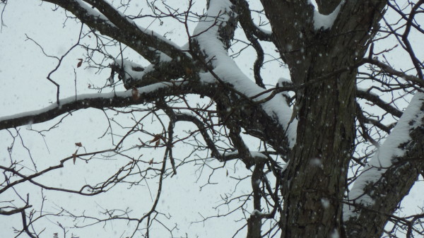 snow on tree