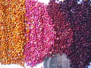 1024px-Colored_quinoa_Genebank_INIA_Juliaca