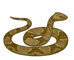 snake