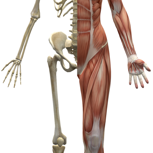 skeleton human