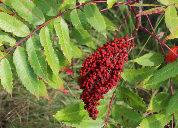 Edible fruits and berries (and some poisonous ones too) - Jack Raven  Bushcraft