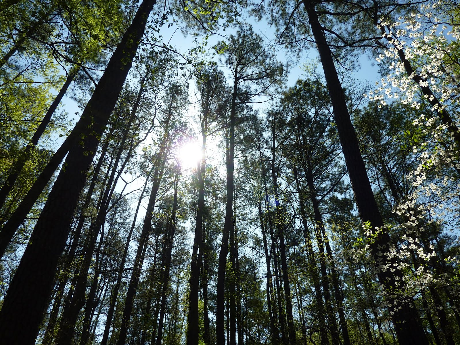 Listening In Earthly Sounds in a ManMade World Outdoor Herbivore Blog