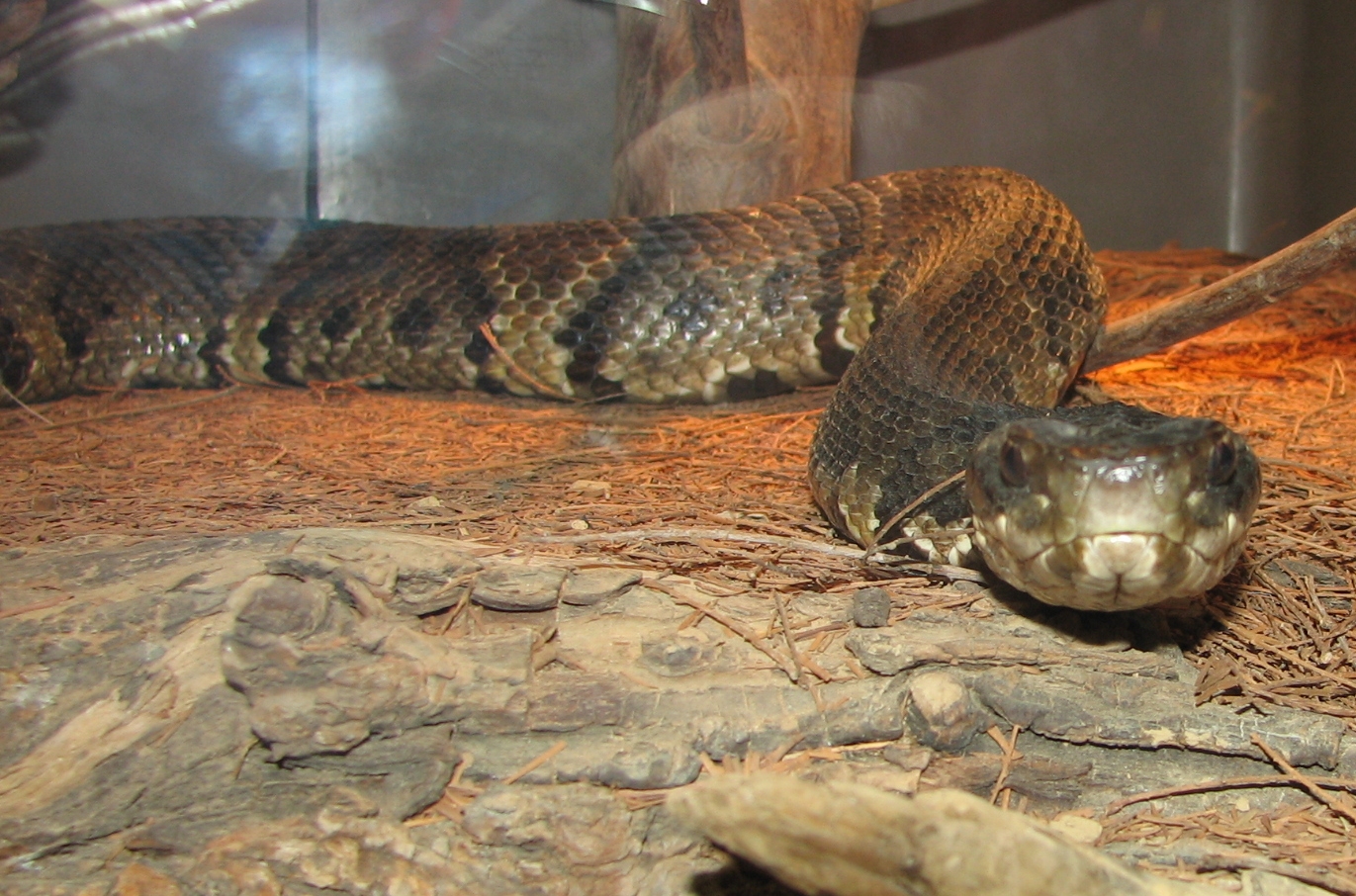 Hiking with Venomous Snakes Outdoor Herbivore Blog