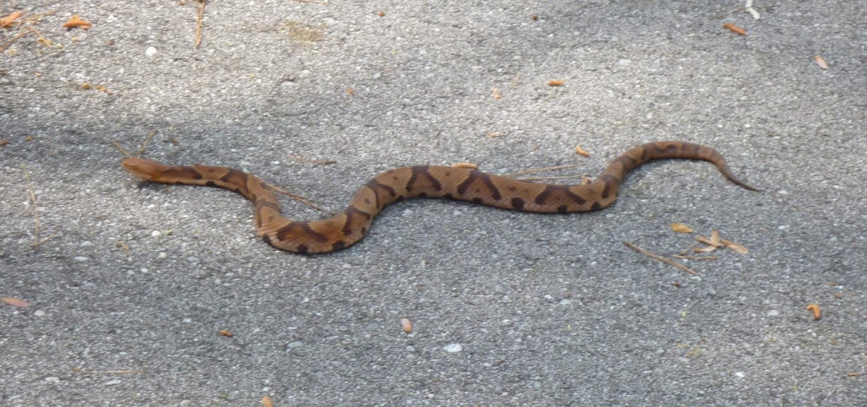 Hiking with Venomous Snakes Outdoor Herbivore Blog