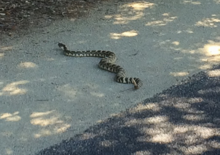 Hiking with Venomous Snakes Outdoor Herbivore Blog