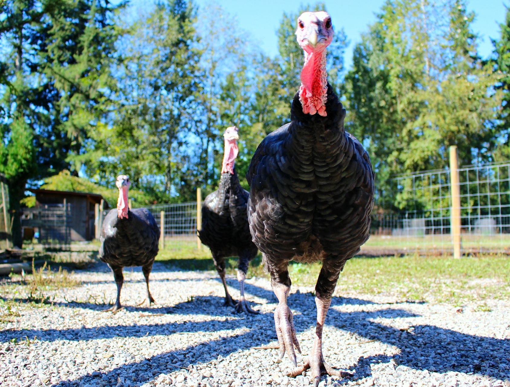 Interesting Facts about the Wild Turkey | Outdoor Herbivore Blog