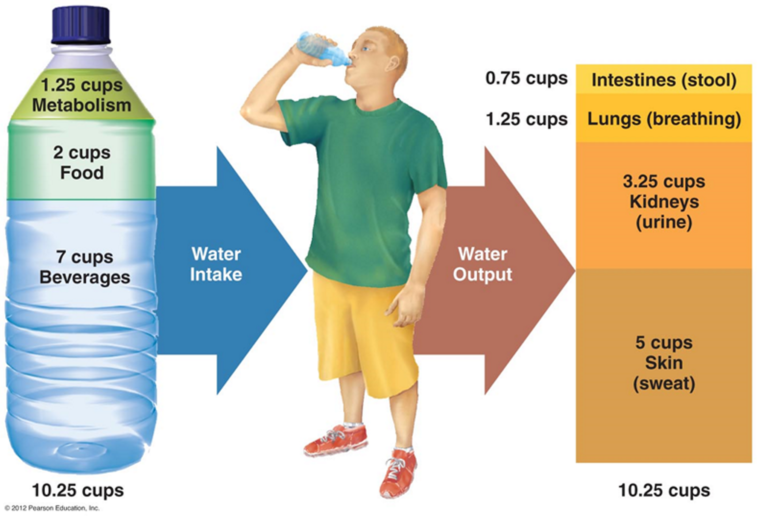water dehydration Outdoor Herbivore Blog