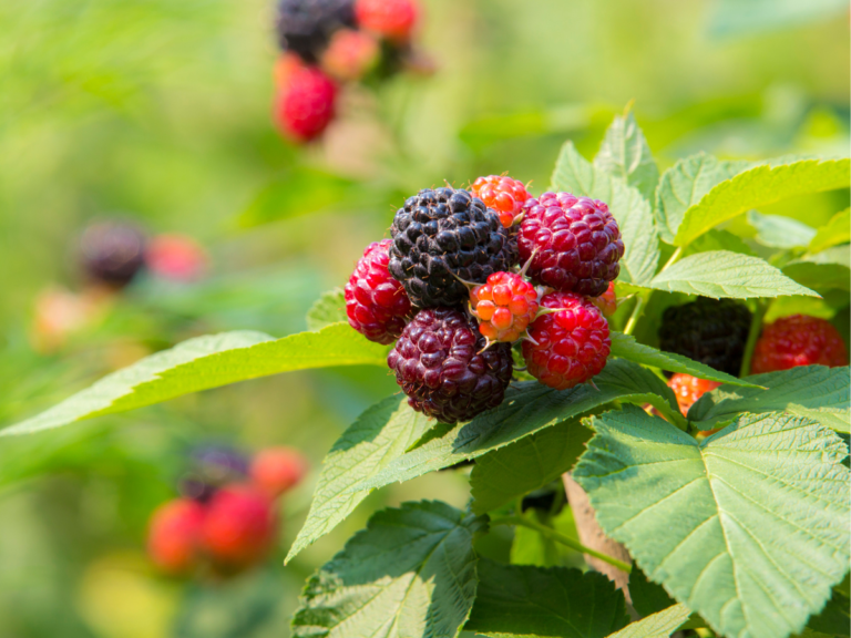 Raspberry Wild Identifying Edible Berries on U.S. Hiking Trails | Outdoor Herbivore Blog